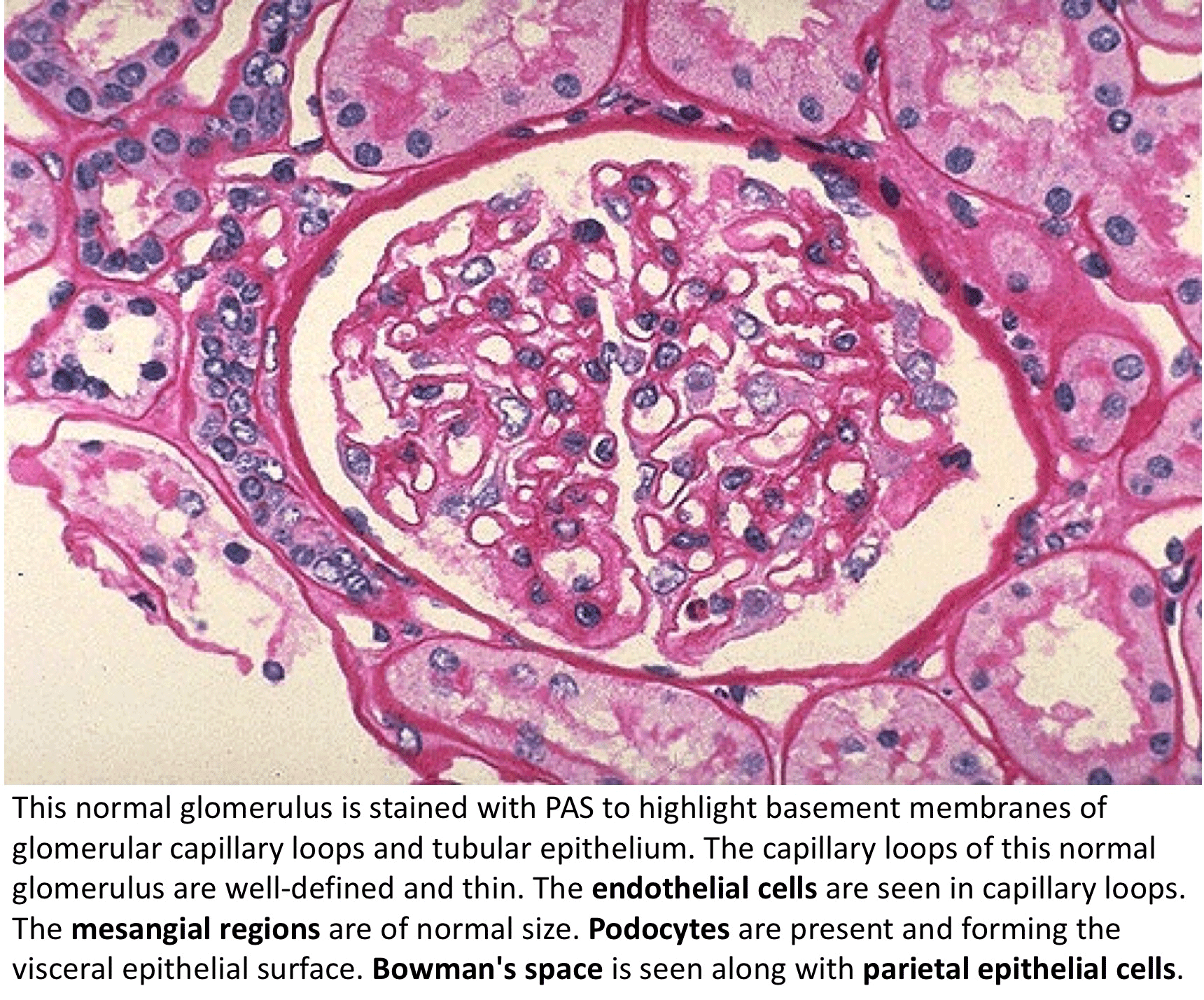 Normal-glomerulus