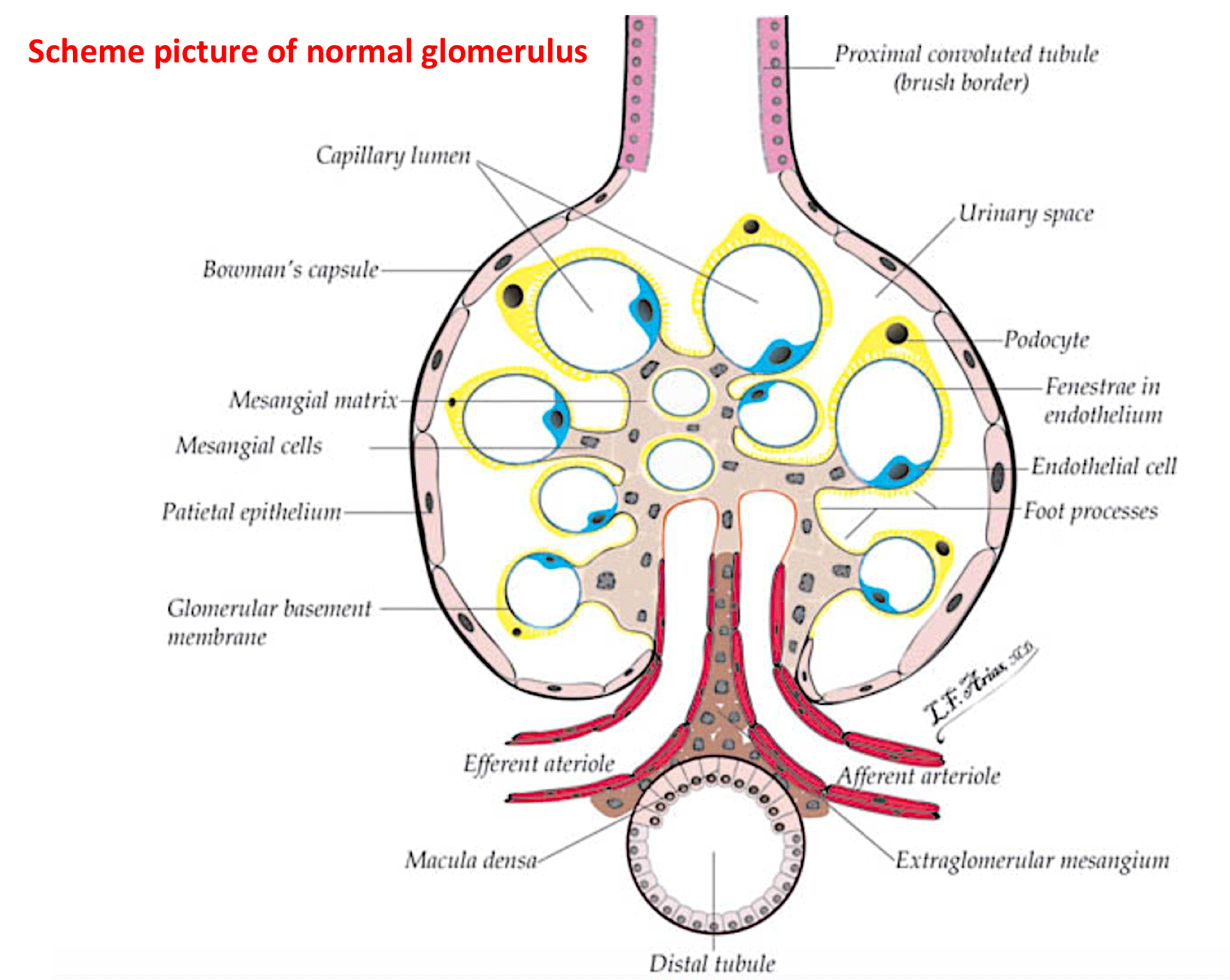 Normal-glomerulus